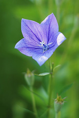 Sommerblüte