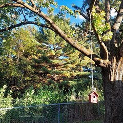 Charming Red Birdhouse in a Tree.
