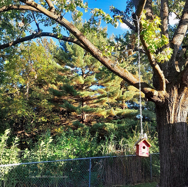 Charming Red Birdhouse in a Tree.