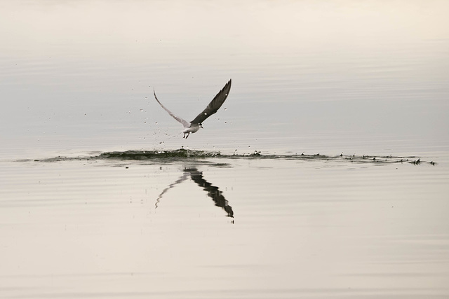 Common Tern After the Plunge