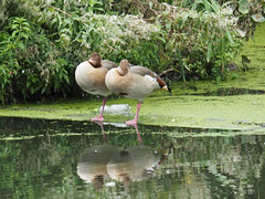 Egyptian geese