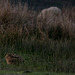 Brown Hare at Dusk