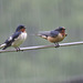 Barn Swallows