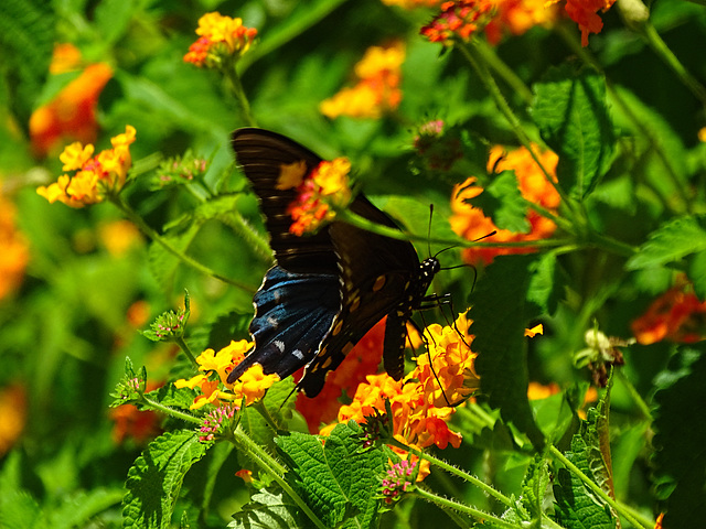 Finally ! Pipevine Swallowtail (Battus philenor)(m)