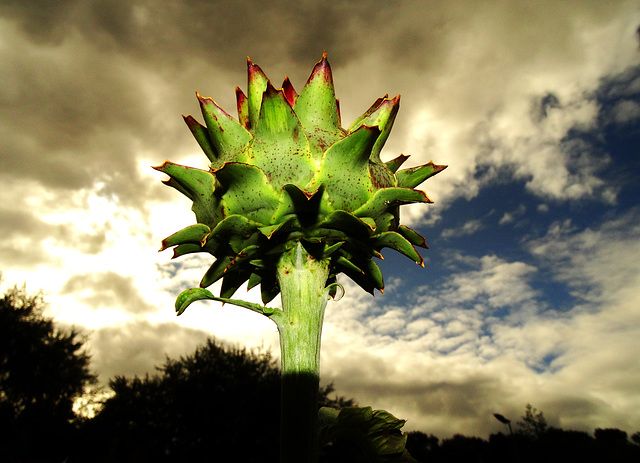 A Giant Artichoke!!......not really.