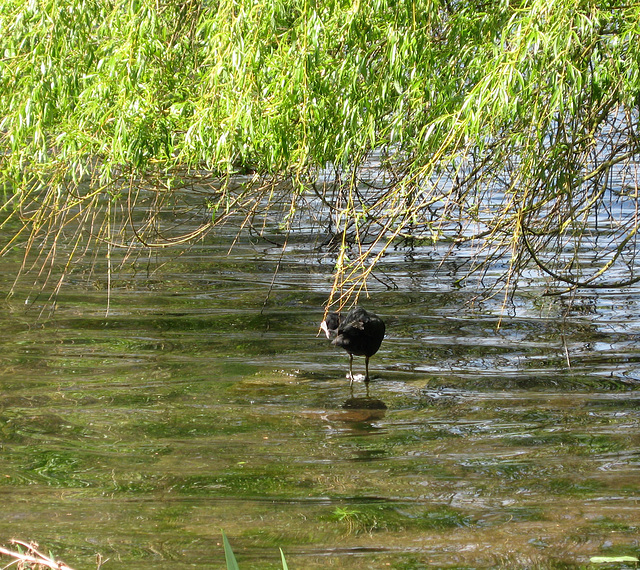Coot at Great Pool in the Himley Estate