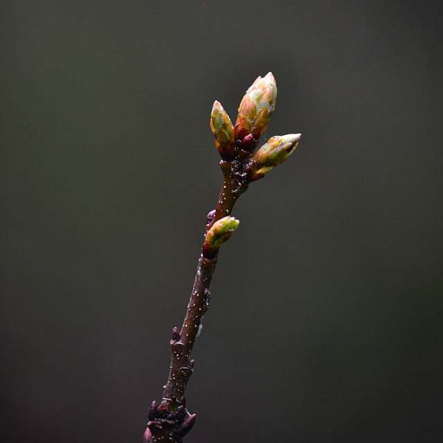 brotes de primavera