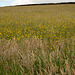 Flower Meadow (under cloudy sky)