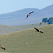 Le ballet aérien des rapaces