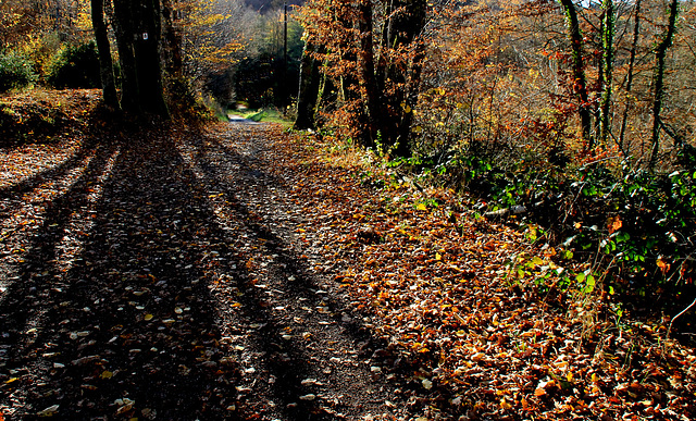 Les feuilles mortes .....