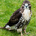 Cathedral falconry 17