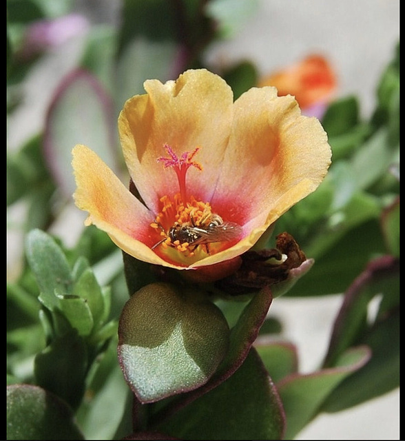 Fleur de Pourprier , habitée