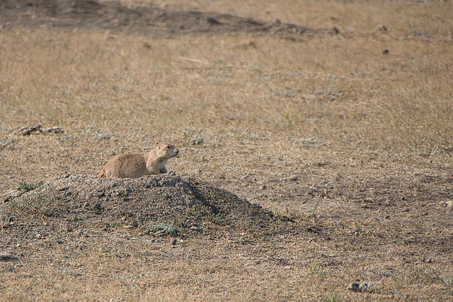 prairie dog alert