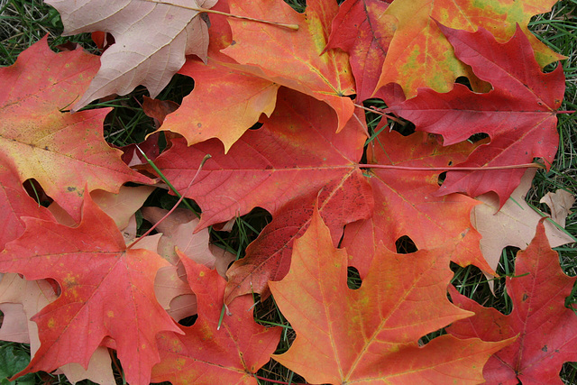 41/50 maple leaf, feuille d'érable