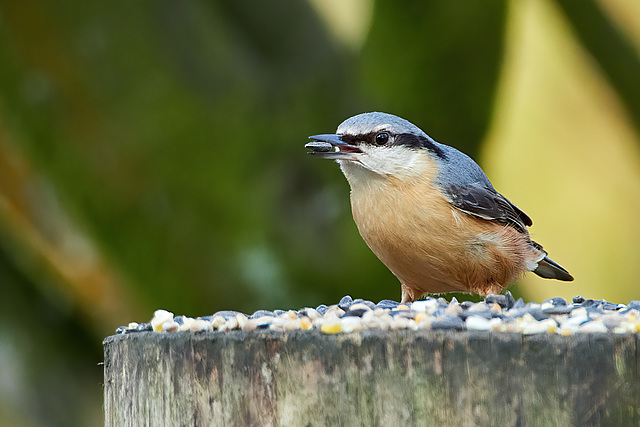 Eurasian Nuthatch - Sitta europaea