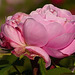 Rose pour vous***************