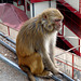 Shimla- Rhesus Macaque