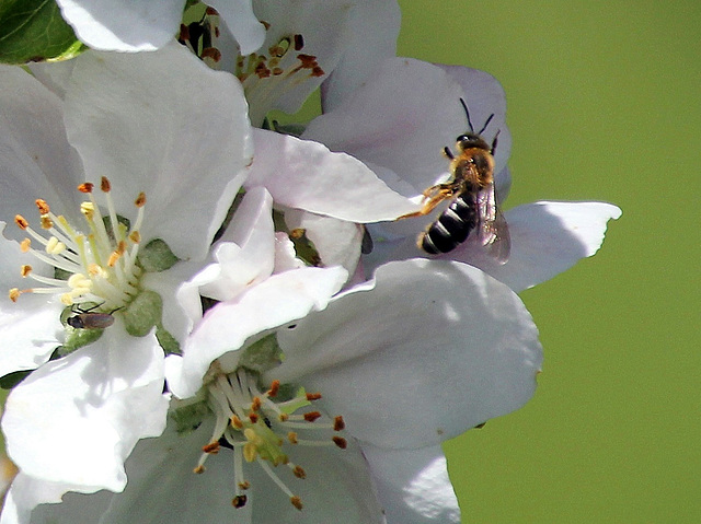 Apfelblüte mit Besuchern