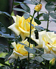 Rosen