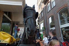 Portrait d'un bien gentil cheval