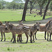 Tarangire, A Small Herd of Zebras