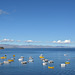 Bolivia, Titicaca Lake, A Lot of Boats in the Bay of Copacabana