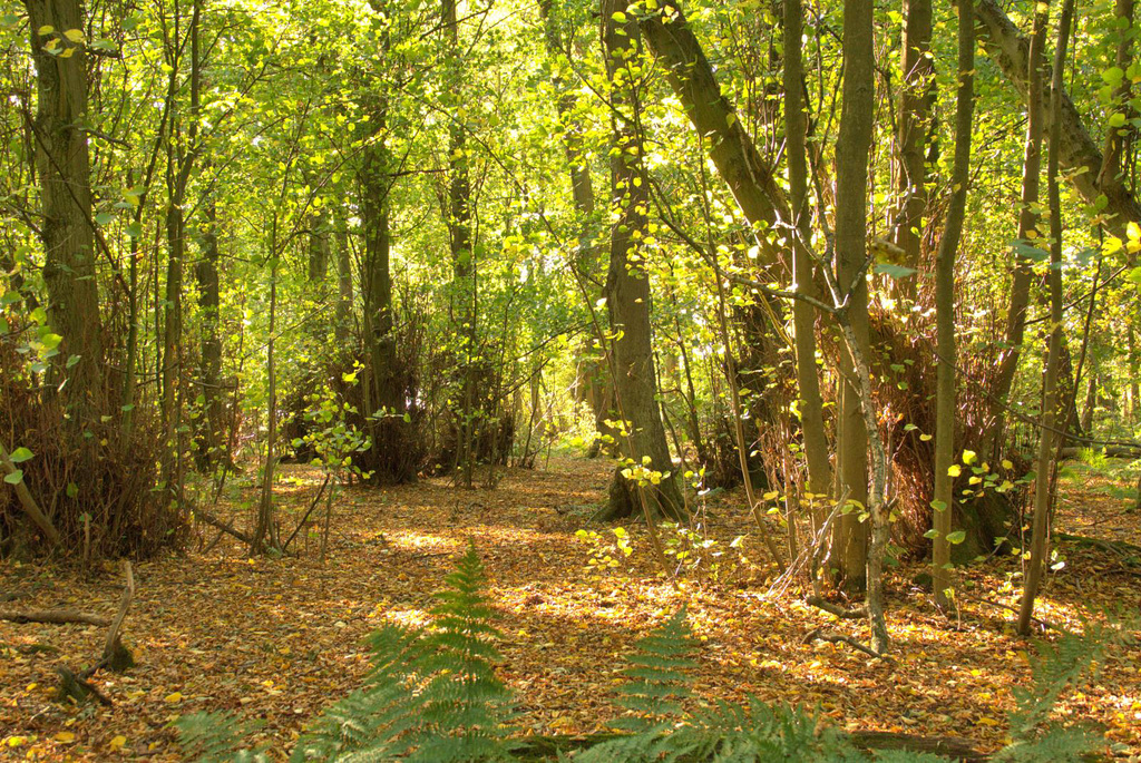 Gosforth Woods