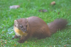 Pine Marten at breakfast on an icy morning
