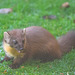 Pine Marten at breakfast on an icy morning