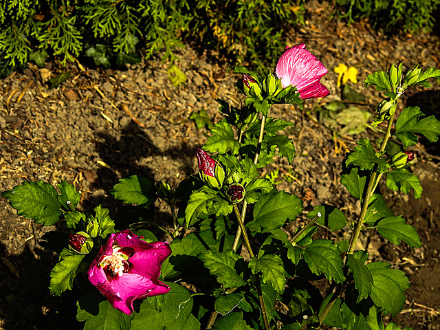 20200830 9639CPw [D~LIP] Roseneibisch (Hibiscus syriacus), Bad Salzuflen