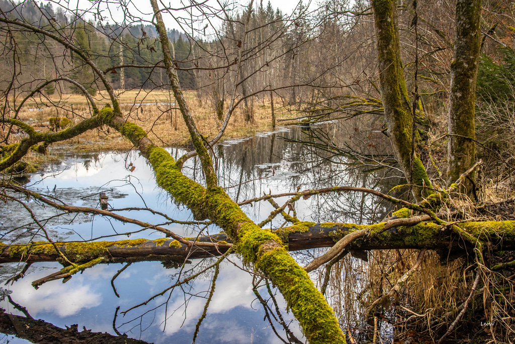 Biberland ++ Beaver land