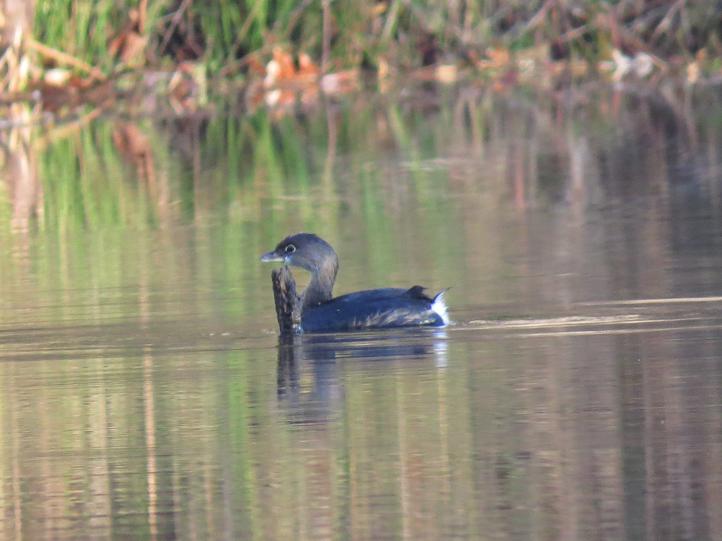 Pied-billed grebe