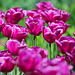 Magenta Tulpen 5032