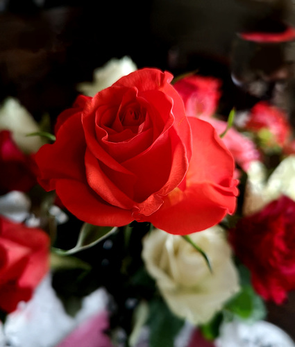 Rose dans un bouquet