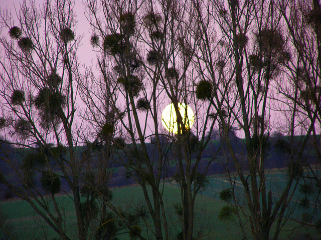 see the moon shines trough the trees the lovely evening has come ,the evening of sint nico laas