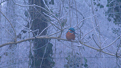 Martin pêcheur transi de froid