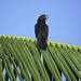 Smooth-billed ani