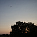 IMG 8618