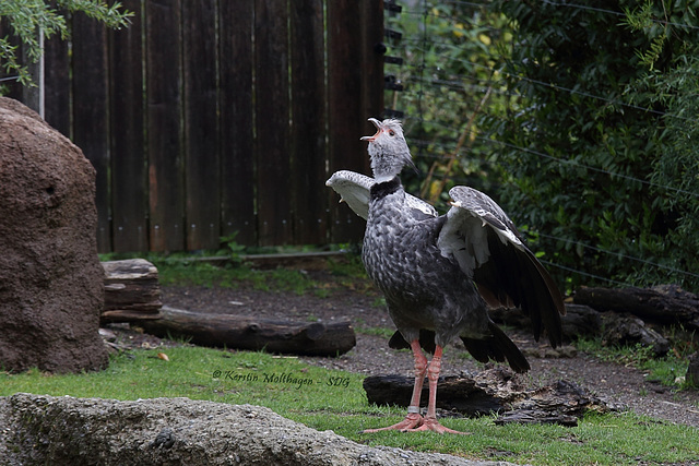 Rotfuß-Seriema (Zoo Zürich)