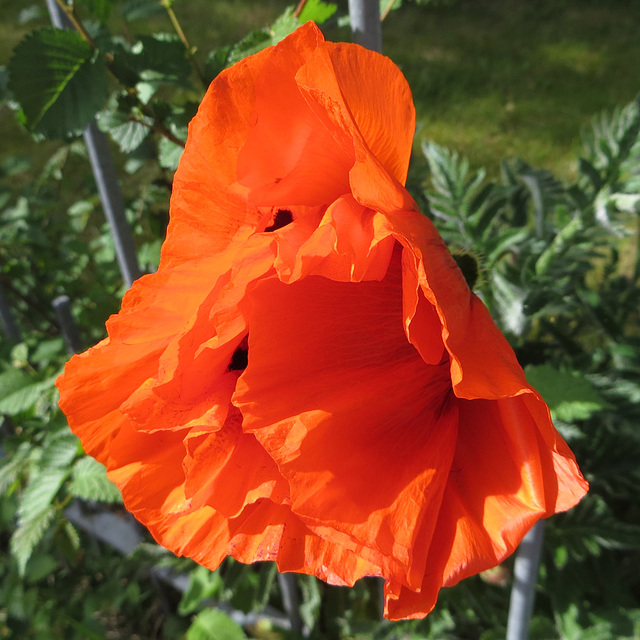 Zaun-Mohn