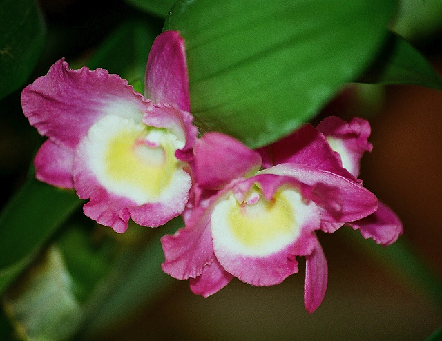 Dendrobium hybride Starclass Lilac