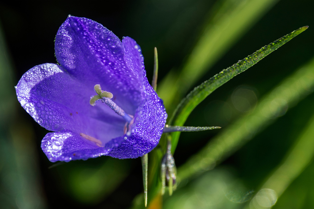Alpine Bellflower Alpine Bellflower