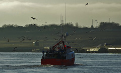 Following The Fish Home 3