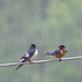 Barn Swallows