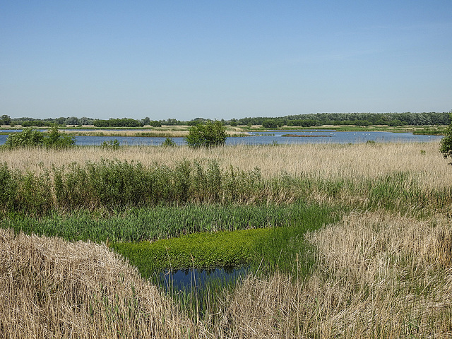 20170519 1682CPw [H] Nationalpark Fertö-Hansag, Neusiedler See