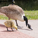 Goose and Goslings