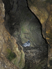 Observatory Caves