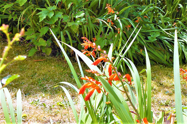 The mombretia has started to flower