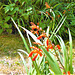 The mombretia has started to flower