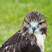 Cathedral falconry 19